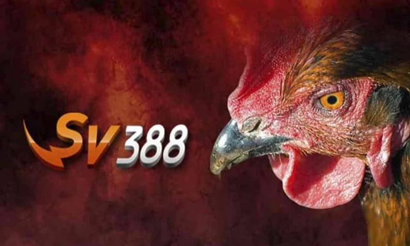 Tìm hiểu thông tin về trang chủ Đá gà Thanbai88
